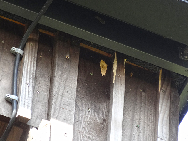 「キツツキが木外壁に穴を開ける」