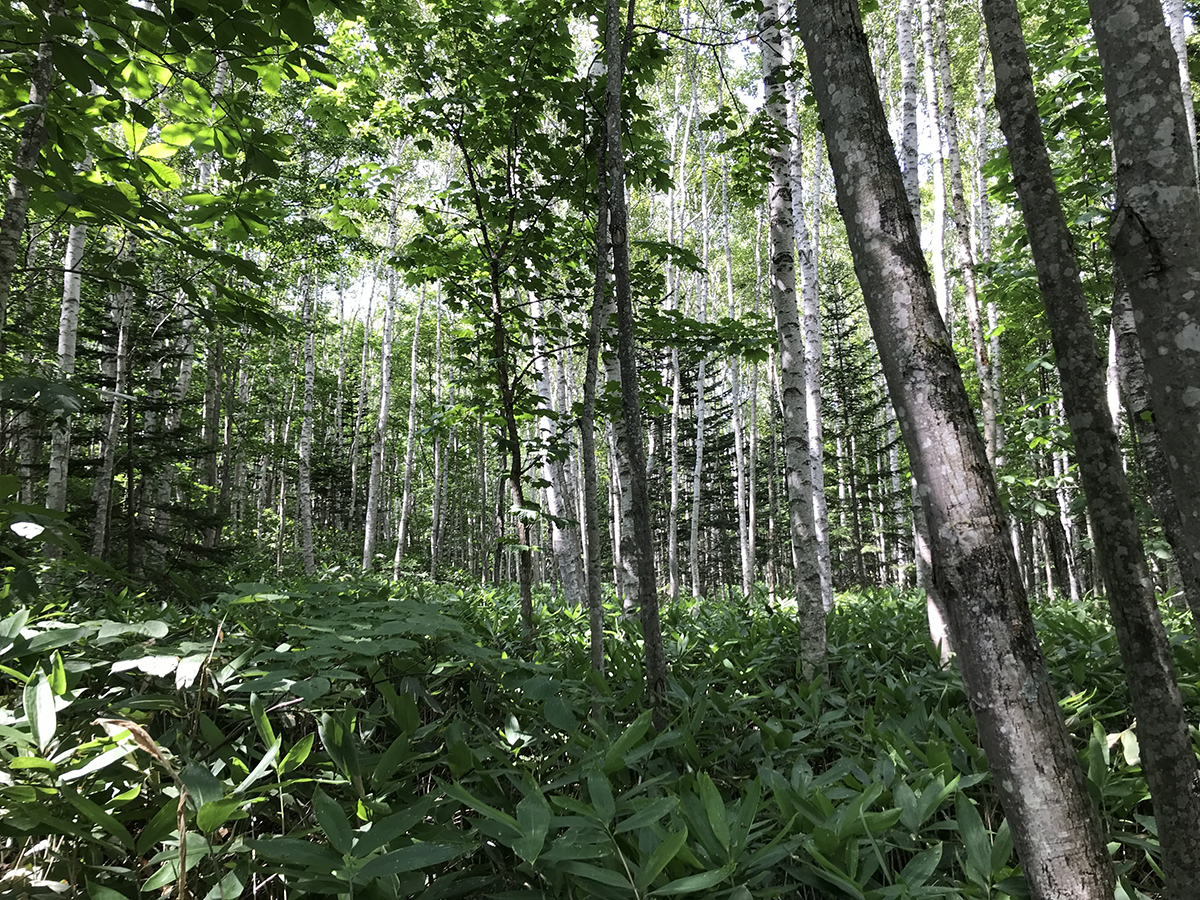 一本の木の活用から学ぶ